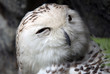 Snowy Owl