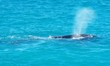 southern right whale