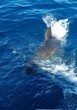 great white shark