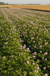 Champ de pommes de terre en fleurs Champ de pommes de terre en fleurs
