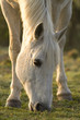 Chevaux en pâture