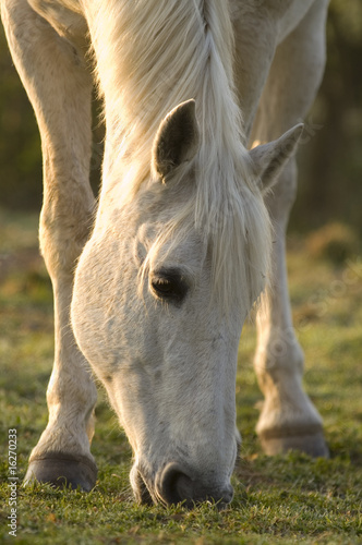 Chevaux en pâture