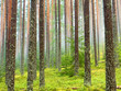 Forest after rain