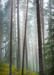 Rain forest