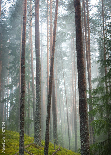 Foto: Rain forest Rain forest