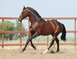 Photo en ligne au meilleur prix young brown trakehner horse