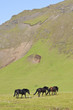 Icelandic Horses In A Flax Filled Field
