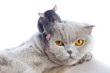 cat and mouse