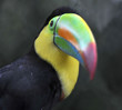 keel billed toucan, costa rica 2 keel billed toucan, costa rica 2