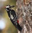 Great Spotted Woodpecker.