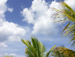 palmes sur ciel palmes sur ciel