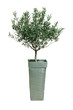 olivier dans pot