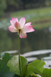 waterlily