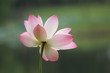 waterlily