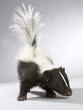 stinktier