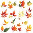 Set of vector autumn leafs design elements 2. Thanksgiving