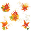 Vector set of  autumn leafs design elements. Thanksgiving