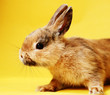 Foto: hase hase
