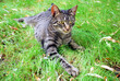 tabby cat lying on the grass