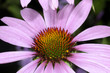 echinacea purpurea