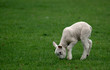 Kleines Lamm