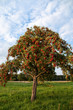Vogelbeerbaum