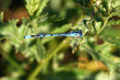 Libelle