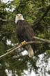 Perched Golden Eagle