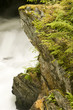 Moss, Fern, Rock, LIchen and River