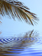 palme et reflets sur eau calme de lagon tropical palme et reflets sur eau calme de lagon tropical