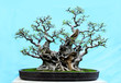 potted landscape