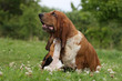 moment de tendresse pour la mere et le chiot basset hound moment de tendresse pour la mere et le chiot basset hound