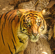 Foto: Tiger Head Tiger Head