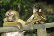 Singes magots