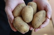Kartoffel - Mann hält Kartoffeln - Man is showing potatoes