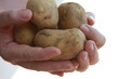 Kartoffel - Mann zeigt Kartoffeln - Man is showing potatoes