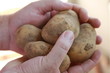 Kartoffel - Mann zeigt Kartoffeln - Man is showing potatoes