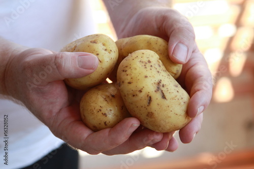 Foto: Kartoffel - Mann zeigt Kartoffeln - Man is showing potatoes Kartoffel - Mann zeigt Kartoffeln - Man is showing potatoes