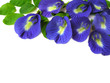 Butterfly Pea Nine