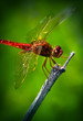 Red Dragonfly