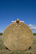 Girl (11-13) lying atop bale of hay in field