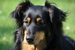 Mischlingsportrait