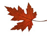 Herbstblatt