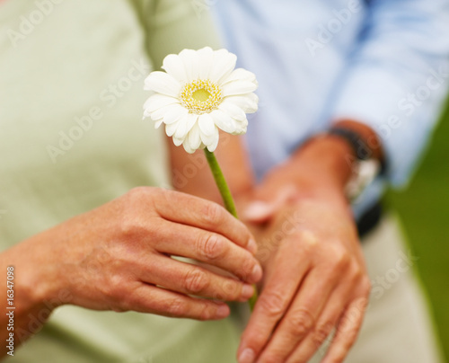 Foto: Closeup of a flower held by a mature couple Closeup of a flower held by a mature couple
