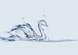 Water Swan