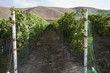 Vineyard in Santa Maria, California