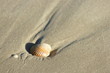 Muschel im Sand Muschel im Sand