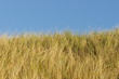 Grass und Himmel Grass und Himmel