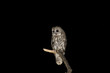 Allocco,Tawny owl,strix aluco