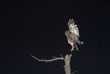 Allocco,Tawny owl,strix aluco